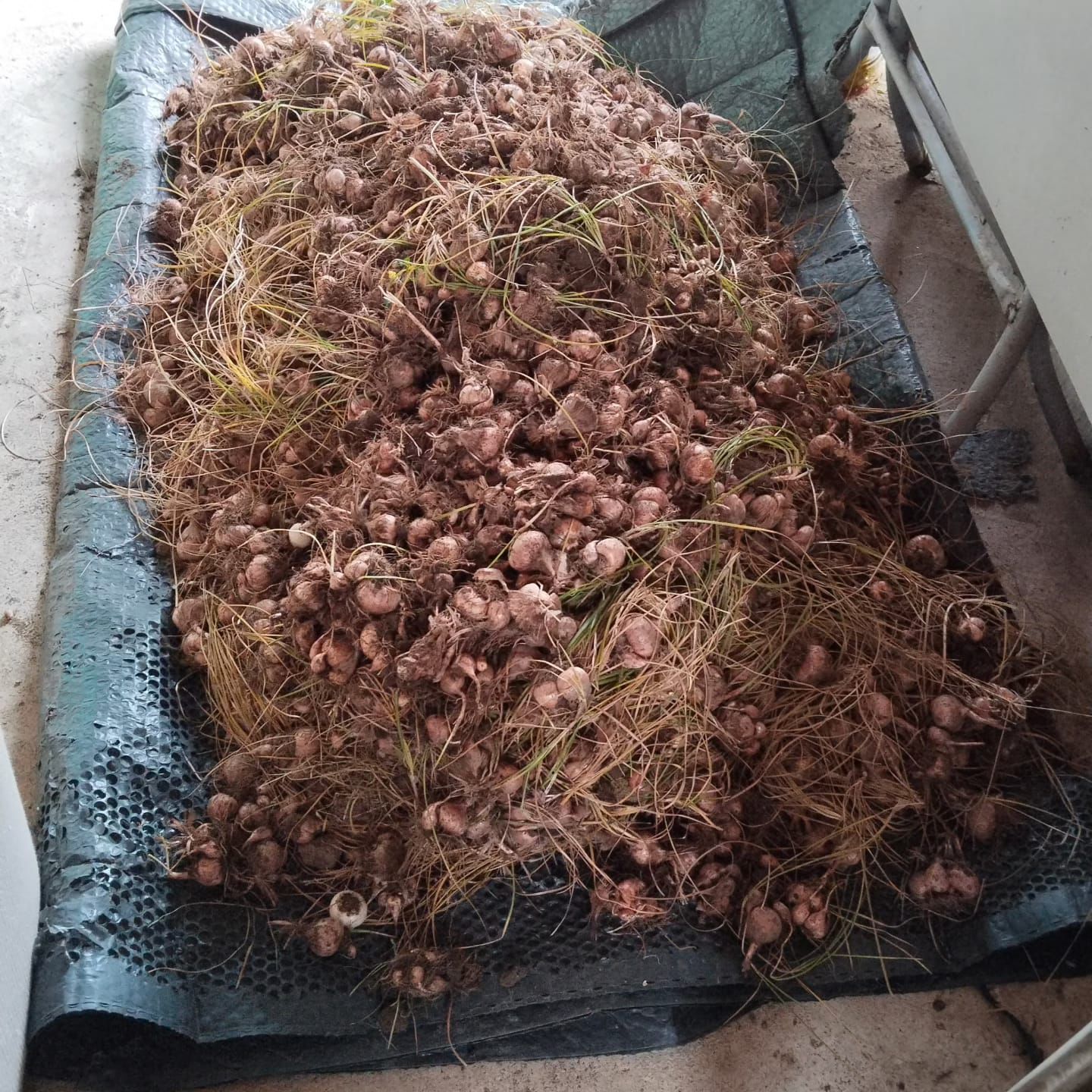 Safranbolu'dan Safran Soğanı Fiyat ve Satışı ...